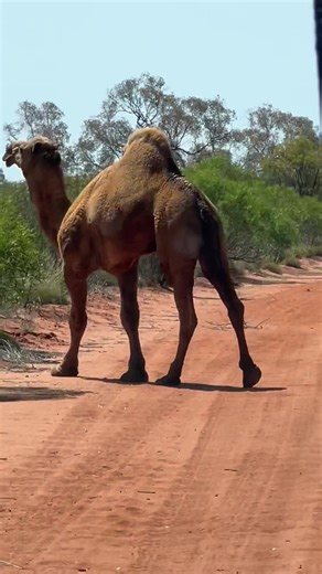 Exploring Australia's Feral Camels in the Desert
