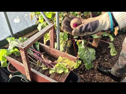 Container Beetroot Harvest
