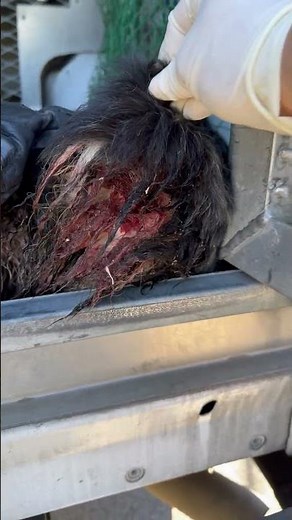 Meet Sicky a Maltese currently available for adoption! 10/12/2025 1:56:31 PM