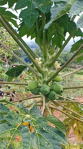 13 Health Benefits of PAPAYA You Should Know! #healthandwellness
