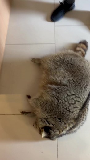 Adventurous Raccoon Interacts with Human Companion