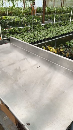 Landing in the greenhouse soon! 4” Variegated Philodendron ‘Red Congo’. They’re outta this world! 🌎🚀 | BWH Plant Co