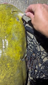 3.8K views · 48 reactions | Our 4REEL Fish Finder Rigs have proven to be extremely successful out on the water!! #4reelfishing #tips #rigs #tackle #terminal #catfishing | Tyler Barnes | Facebook