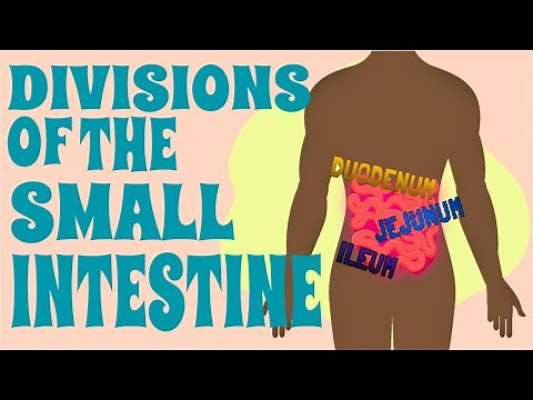 THE SMALL INTESTINE Anatomy & Physiology