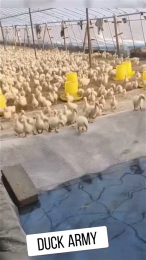 When Thousands of Ducks Charge into the Water! 😂
