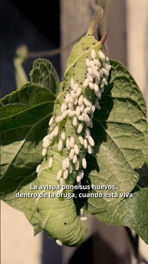 ¿Sabés qué son estos capullos sobre la oruga?