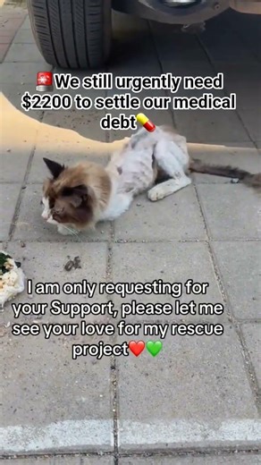 ‼️🚨WE BEG FOR HELP URGENTLY:- Can you help save another life?kindly visit our link in bio to donate.