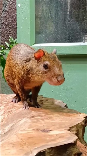 Agouti #Agouti #animals #zoo #furryfeatheredfun