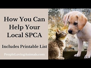 How You Can Help Your Local SPCA | List of Things to Donate | Animal Rescues | Animal Shelters #spca