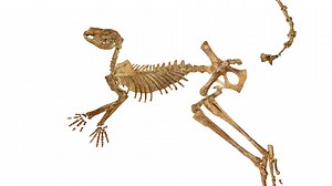 ‘Giant kangaroos’ that weighed 375lbs and would’ve towered over humans found