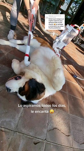 Respuesta a @phantomheartss la aspiración = spa #sanbernardo #happy #bigdog #dogs #saintbernard #dog #dogsoftiktok #guatemala #mexico #perro