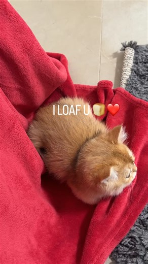 Garfield British Shorthair🧡 | I loaf u ❤️ | Instagram