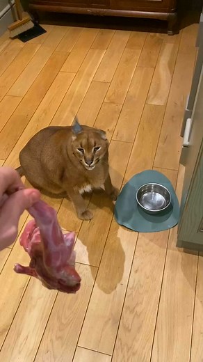 725K views · 2.9K reactions | How to feed a Floppa #pumbacaracal #animal #wild #forest #animallover #love #reels #reelsvideo #trend #viral #fyp #trendingnow #trendingreels #pet #petlover #reels2023 #foryou #best #bestvideos | Pumbacaracal | Facebook