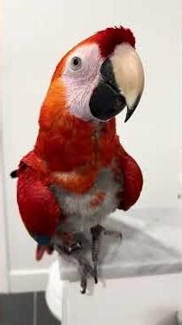 Scarlet Macaws are super-intelligent and always analyzing their surroundings!