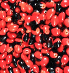 Herbal Magick: Peonia Seeds For Protection