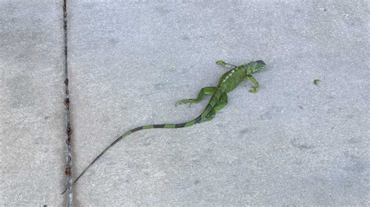 Florida allows temporary removal of cold-stunned green iguanas