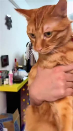 Hilarious Cat Moments You Can't Miss!