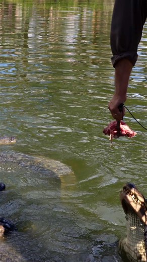 ALLIGATOR ENCOUNTERS ARE BACK! 🐊 If you're brave enough, you can feed our 53 American alligator in their lagoon their lunch 🍗 Spots are LIMITED and you can book on our website now Don't worry... it'll only cost you an arm and a leg 😉 | Australian Reptile Park