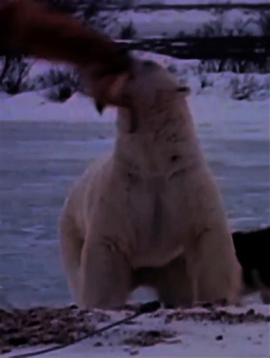 Polar bear kills dog #bear #polarbear