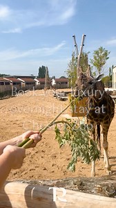 NEW for 2025 | Luxury short breaks at Chester Zoo, where giraffes and other wildlife wander past your window 🦒 Stay at The Reserve and enjoy exclusive animal experiences, talks from our conservation experts, and out-of-hours zoo access. All while knowing you’re directly supporting Chester Zoo’s conservation work out in Africa, helping nature not just survive, but thrive. | Chester Zoo