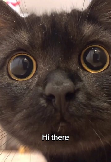 Cat ASMR: Relax with the Cutest Felines