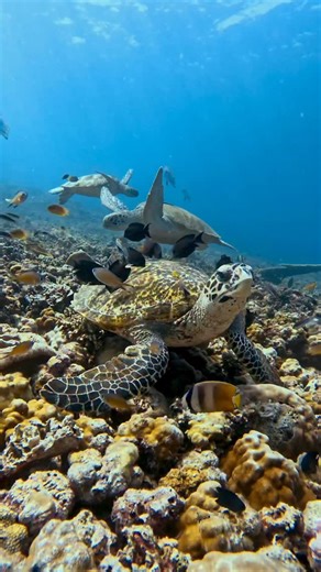 The Turtle Theory 🐢 The Turtle Theory is a concept that emphasises patient, persistent, and steady progress over speed and instant results…something that we can relate to when it comes to reef restoration 🪸 Take 30 seconds of your day to stop and chill with these curious creatures! 📸 @jeminthewild #tracc #marinescience #marineconservation #volunteer #scubadiving #borneo #malaysia #turtletheory #greenturtle #hawksbillturtle #ocean #conservation #slowandsteady #turtleconservation #turtlecity #l