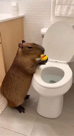 Capybara vs Toilet Funny Shorts #capybara #funnyanimals #shorts