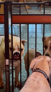 Sydney update! Sydney came to Misfit on Friday. He had zero direction. Drug me on a leash. Like most shelter dogs, not neutered or spayed and the most loving boy. I think he has boxer, bulldog maybe! Sydney is 1 and will be available after his vetting is completed. A home is one that is active and available to him. He has energy and would be a great hiker/runner. He loves couch time too!! He is definitely a LARGE boy and will tip the scale with more weight on board! He is dog friendly and has me