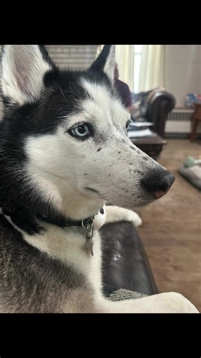 My pretty husky