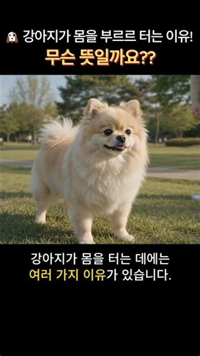 🐶 The Real Reason Why Your Dog Suddenly Shakes Its Whole Body! What Does It Mean?