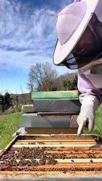 Creazione nuclei… PRIMO controllo! #api #bee #apicoltura #apicultura #beekeeper #nature #honey