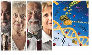 Epigenetics & Aging: DNA Breakage & Repair Effects