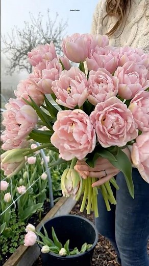 Pink Double Tulip Harvest in the Misty Morning Garden 🌷