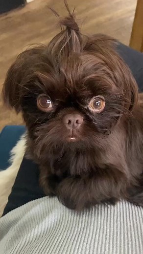 41K views · 2.5K reactions | The perfect man #imperialshihtzu #branstonwehavearrived #dogs #dogtiktok #peptalktoyourdog #shihtzusoftiktok #dogsofttiktok | Branston Pickle&Gizmo | Facebook