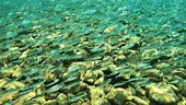 a lot of small fish underwater. school of baby fish juveniles swim in...