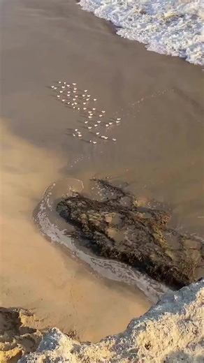 Vidéos de Mimi (@mimi.zylom) avec son original - Mimi