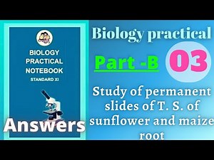 Study of permanent slides biology practical class 11 experiment 3 part b answers