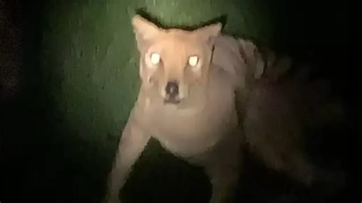 Scientists thought this creature was extinct - then new footage shocked them