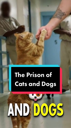 The Unique Prison Program for Cats and Dogs