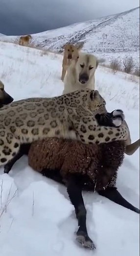 Snow Leopard Attacks Sheep Flock | Alabai Dogs Fight Back to Defend.