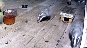 Two of the cubs arriving together. This is Bee and Boo they are growing fast now 🦡🦡🐾🐾❤️ | Mr Lumpy & Friends.