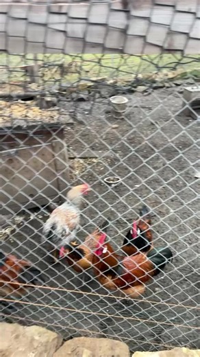 Fütterung der Hühner, Enten und Puten. #bauernhof #selbstversorgung #fütterung #hühner #enten