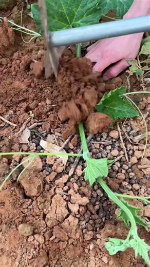 Smart Gardening Trick to Ground Layer Vines! 🧑‍🌾 #shorts