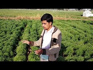 How to grow cumin seed yield