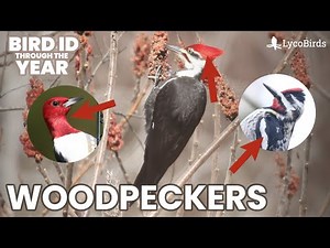 Woodpecker Identification Introduction