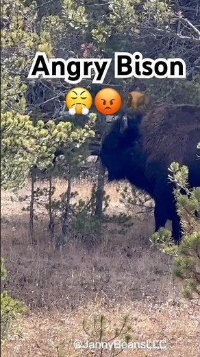 Angry Bison Shredding a Tree! 😤😡🦬