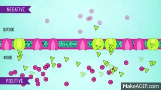 The Nervous System - CrashCourse Biology #26 on Make a GIF