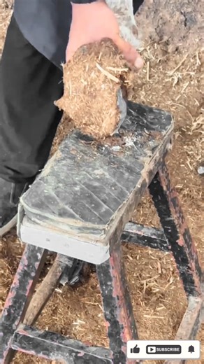 The Largest Hoof I Have Ever Had To Trim. Horse Restoration Front Hooves. #horse #donkey #hoof #asmr