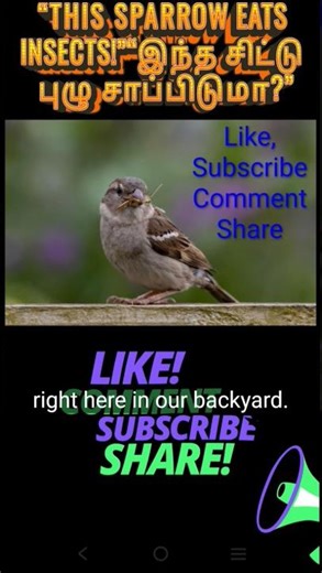 🐦🐦The female House Sparrow🐦🐦