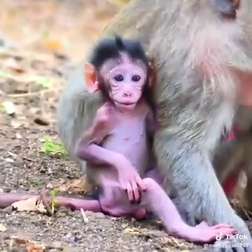 Cute Baby Chara Play On The Ground Around Old Mama Chalina Looking Very Gorgeous#monkeyvideos #monkeysoftiktok
